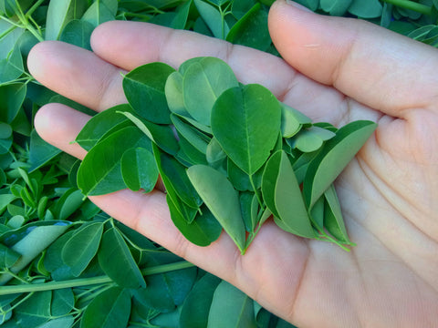 What Gives Moringa Its Bitter Taste?