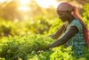3 Ways to Tell if Your Moringa is Good Quality