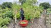 Is Moringa Good for Weight Loss? What the Research Actually Says