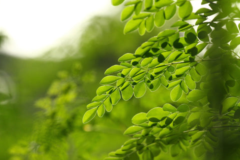 Moringa as a Remedy for Anemia and Low Iron Levels