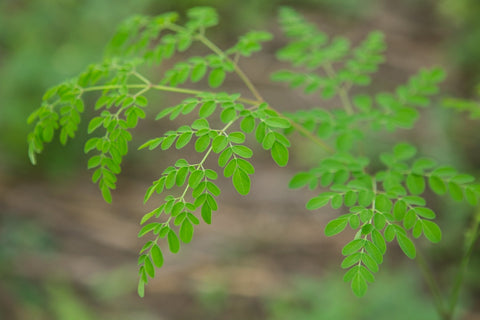 What are the parts of a moringa tree and their benefits?