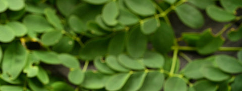 Moringa For Healthy Skin: 3 DIY Recipes You Need To Try!