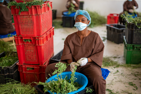 Empowering Women from Soil to Shelf: Meet the Women Leading the Kuli Kuli Mission