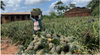 Pineapple Superfood Benefits: Why This Tropical Fruit Is More Than Just a Sweet Treat