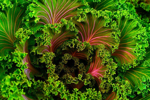 Battle of The Greens: Moringa vs Kale