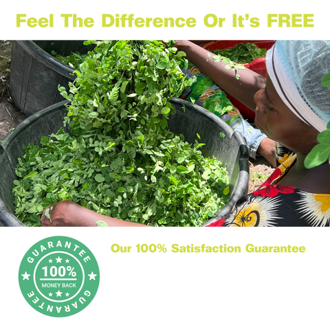 Woman farmer sorting freshly harvested moringa leaves into a large tub, with a 100% money-back guarantee badge: "Feel the difference or it's free." Refunds are available within 90 days of purchase.
