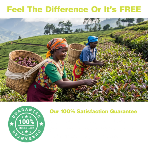 Women farmers harvesting purple tea leaves into woven baskets on a hillside tea farm, with a 100% money-back guarantee seal and text promising a refund within 90 days if you don't feel a benefit.