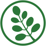 
              
                    Harvest Only Moringa Leaves
                    
